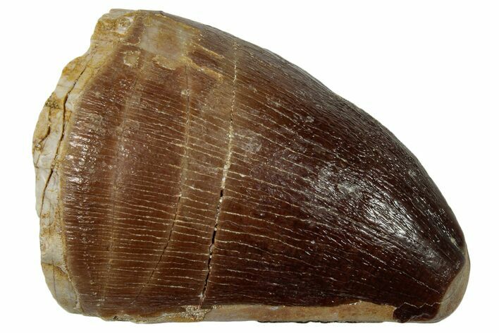 Fossil Mosasaur (Prognathodon) Tooth - Morocco #247876